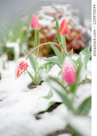 鬱金香在大雪天 120970044