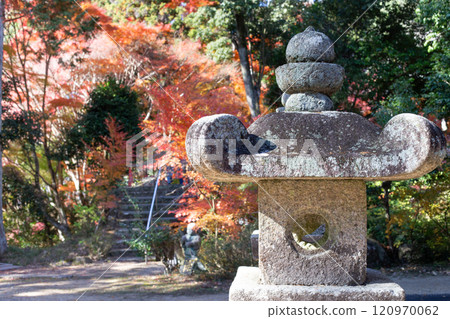 A stone lantern in the garden of Daikeiji Gaya-in Temple in Miki City, Hyogo Prefecture, where the autumn leaves are in full bloom. 120970062