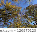 我拍攝了藍天映襯下黃葉的銀杏樹頂。 120970123