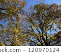 我拍攝了藍天映襯下的一排黃葉銀杏樹。 120970124