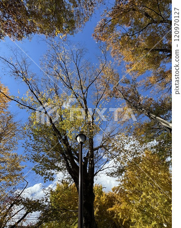 秋葉街道樹Zelkova 120970127