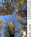 發光在藍天的秋葉 120970128