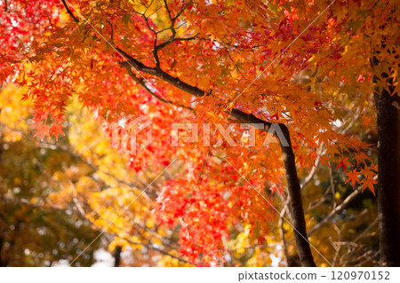 Expo Memorial Park 120970152