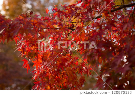 Expo Memorial Park Expo Memorial Park 120970153