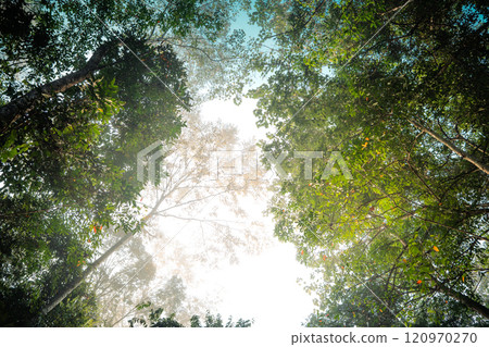 Trees and leaves with morning fog from below. 120970270