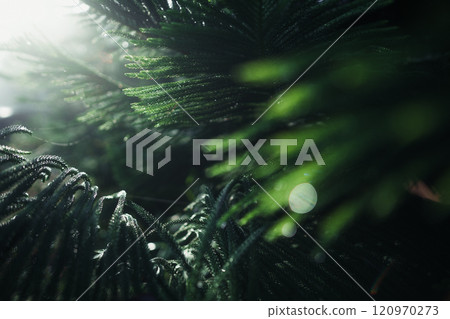 Close-up of rain drops on a pine tree branch,Pine needles and water drops in the morning 120970273