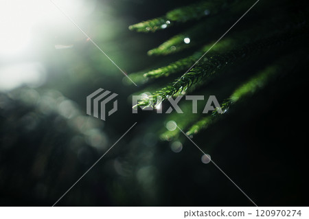 Close-up of rain drops on a pine tree branch,Pine needles and water drops in the morning Close-up of rain drops on a pine tree branch,Pine needles and water drops in the morning 120970274