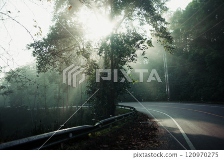 Trees and morning mist beside the main road 120970275