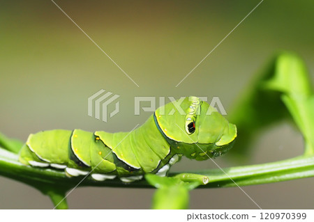 燕尾燕尾最後齡幼蟲 燕尾燕尾最後齡幼蟲 120970399