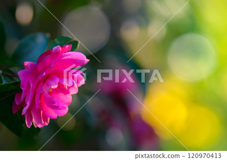 Camellia sasanqua receiving sunlight filtering through the trees 120970413