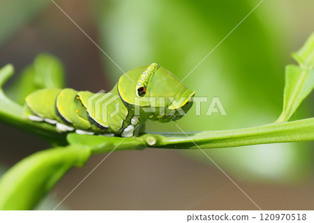 Final stage larva of swallowtail butterfly Final stage larva of swallowtail butterfly 120970518