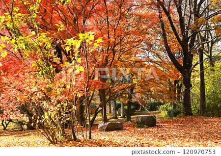 秋天的樹葉變成了鮮紅色 120970753