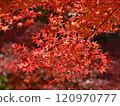 明亮的紅槭葉子 120970777