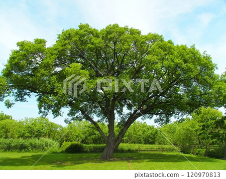 Scenery of large trees on the Edogawa riverbank in early summer 120970813