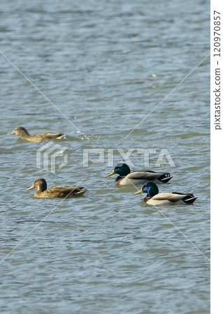 A flock of mallards swimming on the water A flock of mallards swimming on the water 120970857