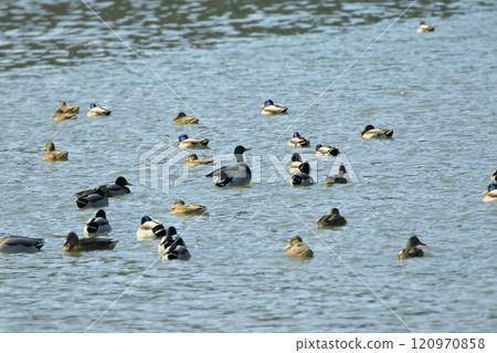 A flock of mallards swimming on the water A flock of mallards swimming on the water 120970858