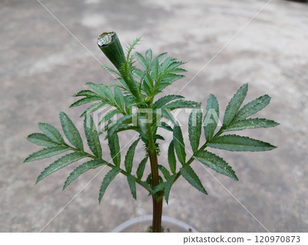 marigold bud eaten by monkey. Damage marigold flowers from the monkey marigold bud eaten by monkey. Damage marigold flowers from the monkey 120970873