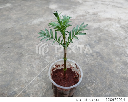 marigold cuttings planted in Coco peat to make root cuttings in a disposal glass 120970914