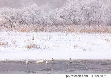 Whooper swans flock to the old Nagatsuno Marsh in midwinter in Chitose, Hokkaido [January] 120970932
