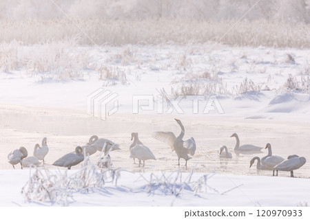 Whooper swans flock to the old Nagatsuno Marsh in midwinter in Chitose, Hokkaido [January] 120970933