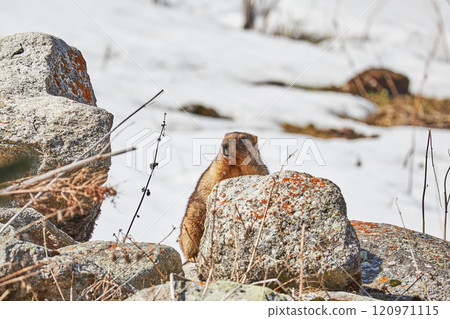 Marmot among rocks Marmot among rocks 120971115