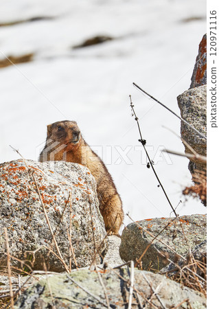 Marmot among rocks 120971116