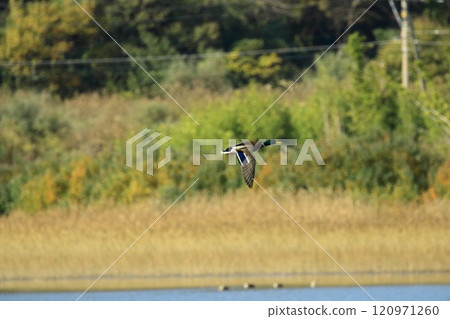 Mallard flying 120971260
