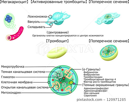 血小板活化血小板結構圖解俄語 120971285