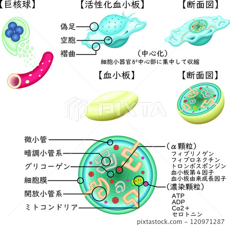 血小板活化血小板結構圖日語 120971287