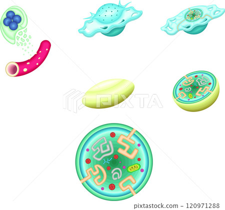 血小板活化血小板結構圖 血小板活化血小板結構圖 120971288