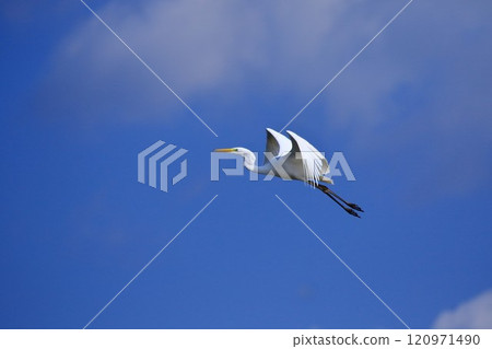 Daisuke fly to the blue sky back 120971490