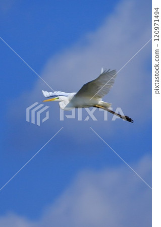 Daisuke fly to the blue sky back Daisuke fly to the blue sky back 120971494