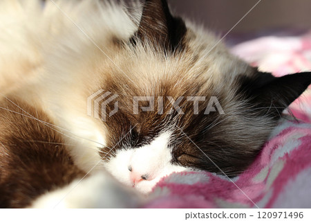 White brown ragdoll cat sleeps on blanket on sunny day. Home life of pet White brown ragdoll cat sleeps on blanket on sunny day. Home life of pet 120971496