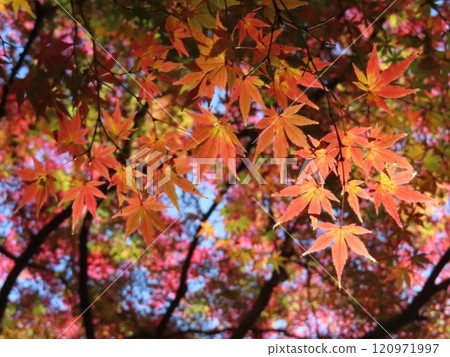 [Rikugien Garden] Autumn, autumn leaves scenery 120971997