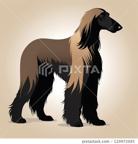 Afghan Hound full body illustration 120972085