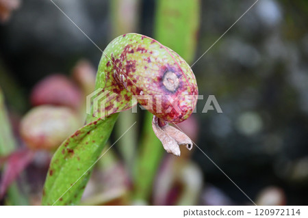 Darlingtonia (a snake-like carnivorous plant) Darlingtonia (a snake-like carnivorous plant) 120972114