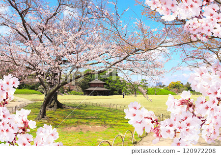 Blooming sakura trees in Koishikawa Korakuen garden, Okayama, Japan. Japanese hanami festival. Cherry blossoming season in Japan. Beautiful nature spring scene with a branch of blooming sakura 120972208