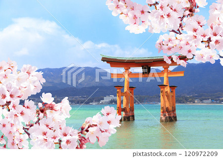 Floating Torii gate (O-Torii) and blooming sakura trees, Miyajima island, Japan. Japanese hanami festival. Cherry blossoming season. Beautiful nature spring scene with a branch of blooming sakura 120972209