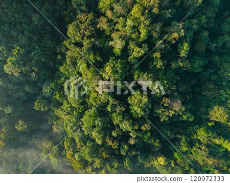 Aerial view  of forest and summer morning fog 120972333