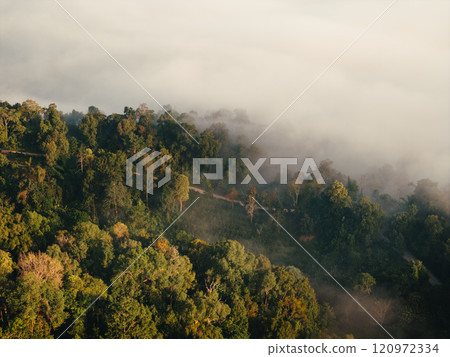 Aerial view of forest and summer morning fog Aerial view of forest and summer morning fog 120972334
