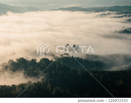 Aerial view  of forest and summer morning fog 120972335