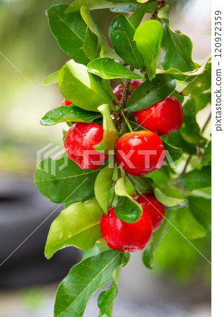 Red cherries hanging on the tree Red cherries hanging on the tree 120972359