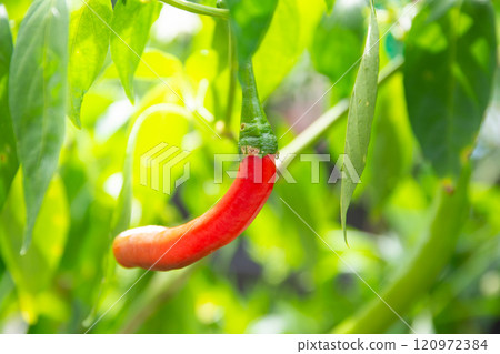 Red chili pepper growing in the garden Red chili pepper growing in the garden 120972384