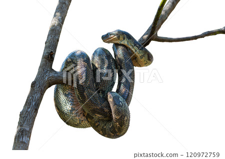 Coiled Snake on Tree Branch in Andasibe Reserve, Madagascar. isolated image. 120972759