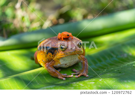 Tomato Frog Carrying Golden Mantella Frog, Reserve Peyrieras Madagascar Exotic. 120972762
