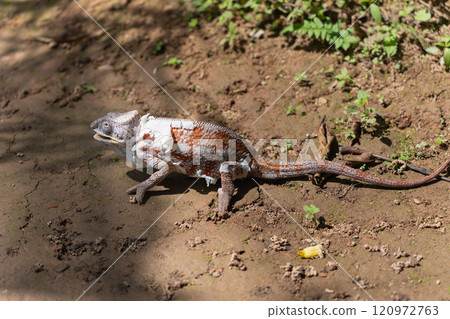 Panther Chameleon Crawling on Mud Reaches for Food, Madagascar. 120972763