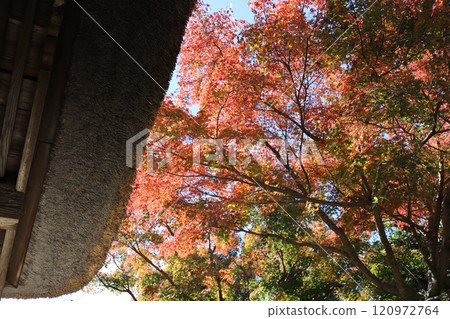 Autumn leaves at the Sanmon gate of Chojuji Temple (Yamanouchi, Kamakura City, Kanagawa Prefecture) 120972764