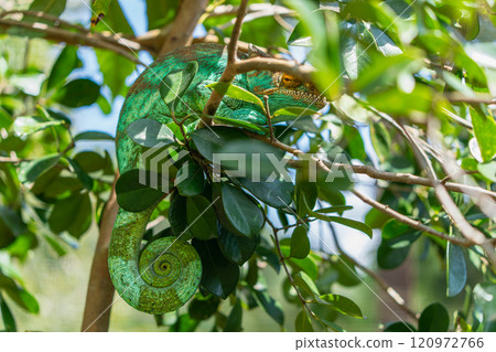 Majestic Parson's Chameleon(Calumma parsonii) Perched on a Branch, Madagascar. 120972766