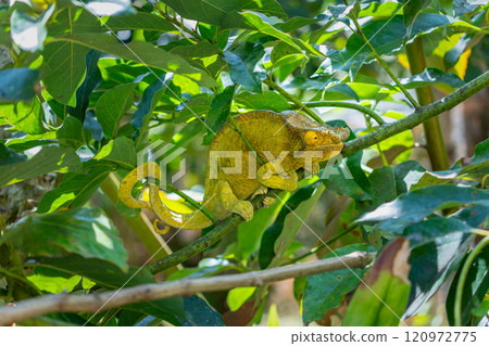 Parson's Chameleon Hidden Among Green Foliage in Madagascar. 120972775