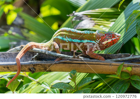 Panther Chameleon Striking a Pose, Madagascar. Panther Chameleon Striking a Pose, Madagascar. 120972776